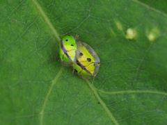Chiridopsis bipunctata