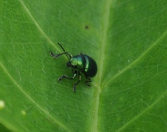 Chrysomelidae