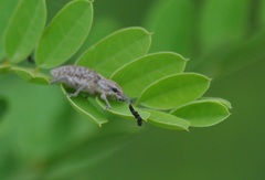 Curculionidae