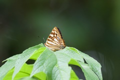 Dodona eugenes