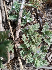 Verbena supina