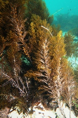 Caulocystis cephalornithos