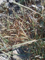 Sporobolus alopecuroides