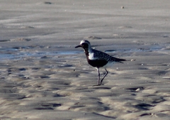 Pluvialis squatarola