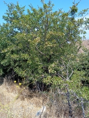 Pyrus syriaca