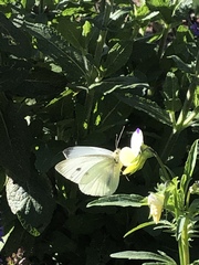 Pieris napi