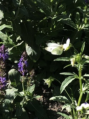 Pieris napi