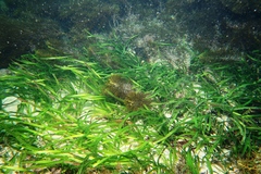 Posidonia australis