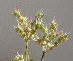 Kalanchoe lanceolata