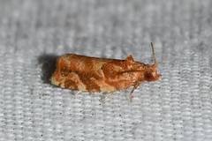 Argyrotaenia hodgesi