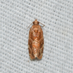 Argyrotaenia hodgesi