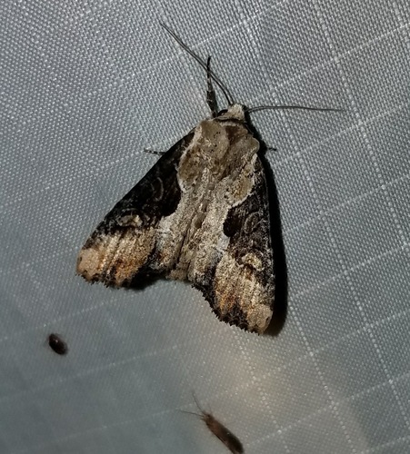 Double-lobed Moth