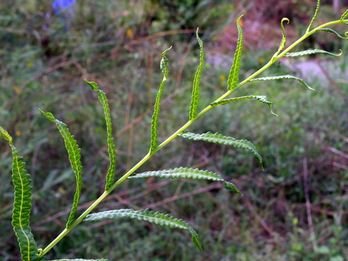 Image of Ampelopteris prolifera by (c) Jacy Chen, some rights reserved (CC BY)