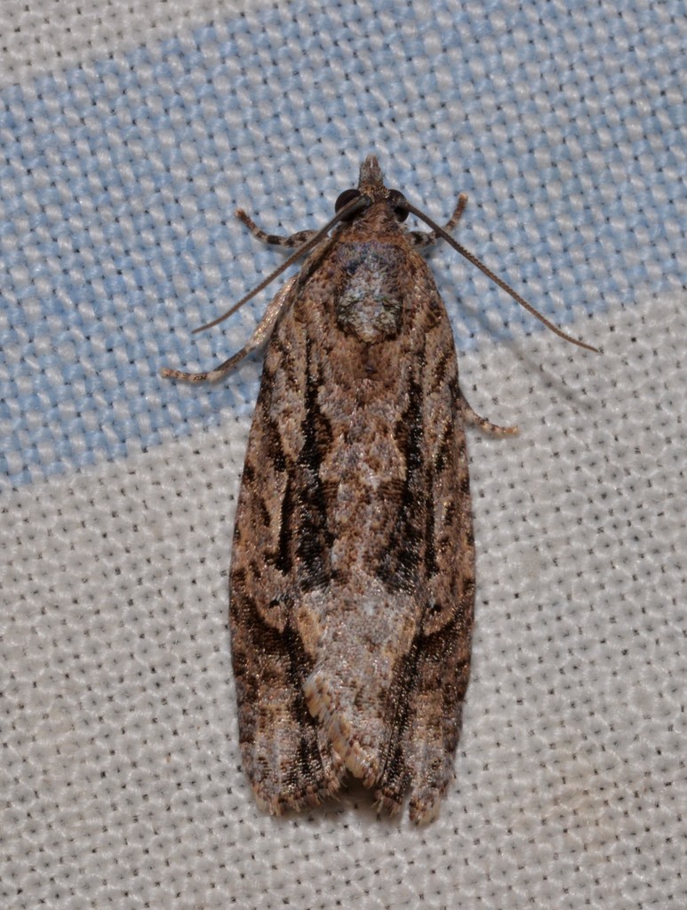 Thrincophora lignigerana