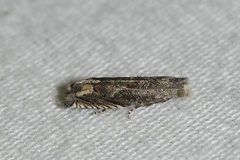 Epiblema minutana