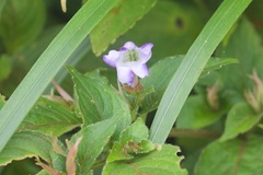Strobilanthes lachenensis