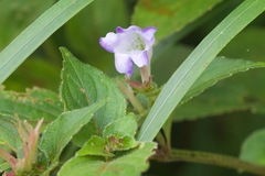 Strobilanthes lachenensis