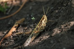 Cyrtacanthacris tatarica