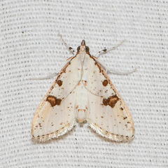 Palpita illibalis