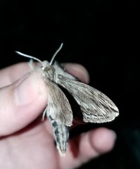 Sphinx canadensis