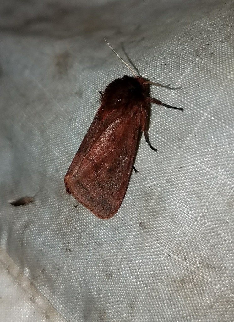 Lined Ruby Tiger Moth