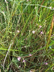 Schenkia spicata