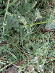 Verbena supina