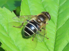 Eristalis nemorum
