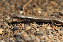 Panaspis wahlbergii