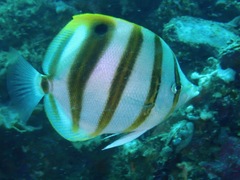 Parachaetodon ocellatus