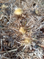 Carlina lanata