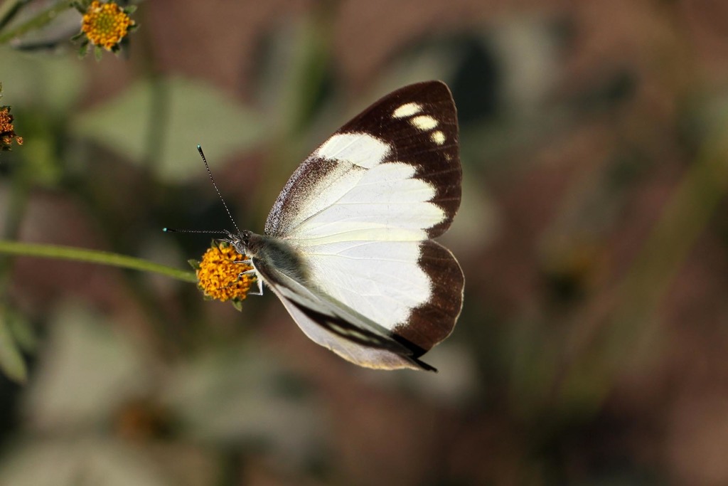 Diverse White