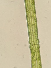 Pleurotaenium
