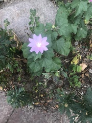 Malva thuringiaca