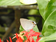 Tajuria cippus maxentius