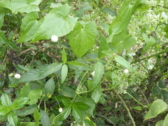 Alternanthera flavescens