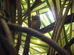 Otus lempiji