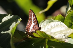 Charaxes brutus natalensis