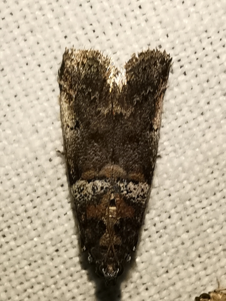 Acrobasis legatea