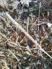 Sporobolus alopecuroides