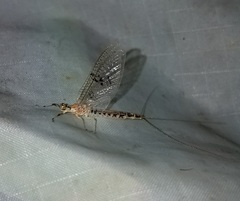 Ephemera varia