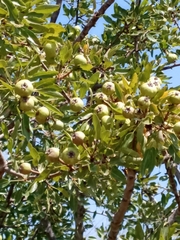 Pyrus syriaca
