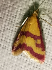 Pyrausta sanguinalis