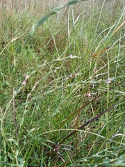 Schenkia spicata
