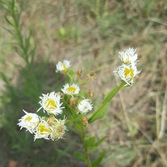 Erigeron annuus
