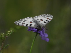 Parnassius nomion