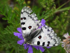 Parnassius nomion