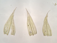 Brachythecium falcatum