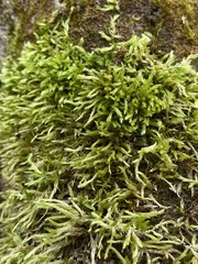 Brachythecium falcatum