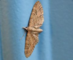 Eupithecia unicolor
